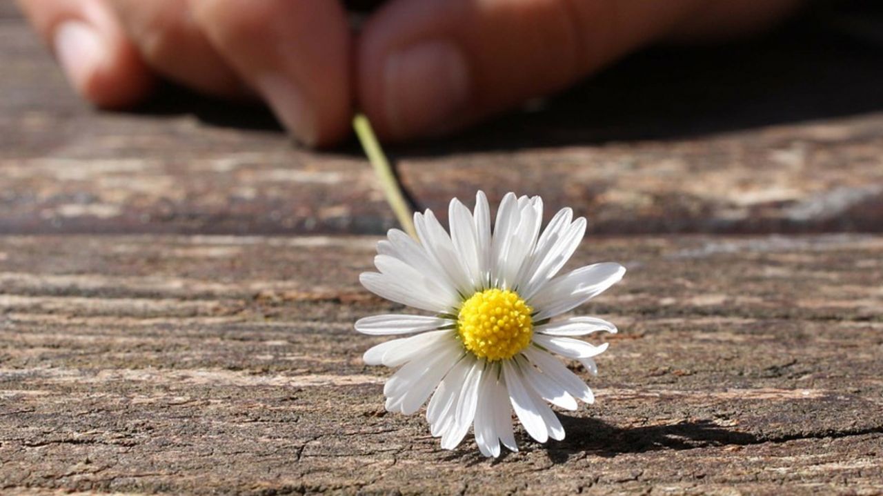 Kinderhand mit Gänseblümchen
