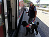 Fahrgast mit Blindenführhund steigen in den Zug